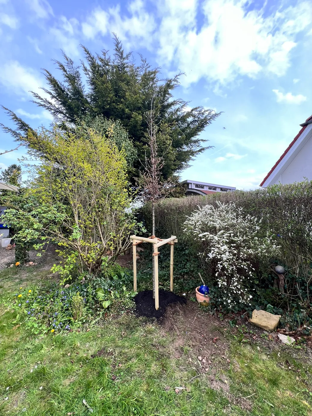 Frisch gepflanzter Jungbaum mit Stützpfählen – Baumpflege Goslar