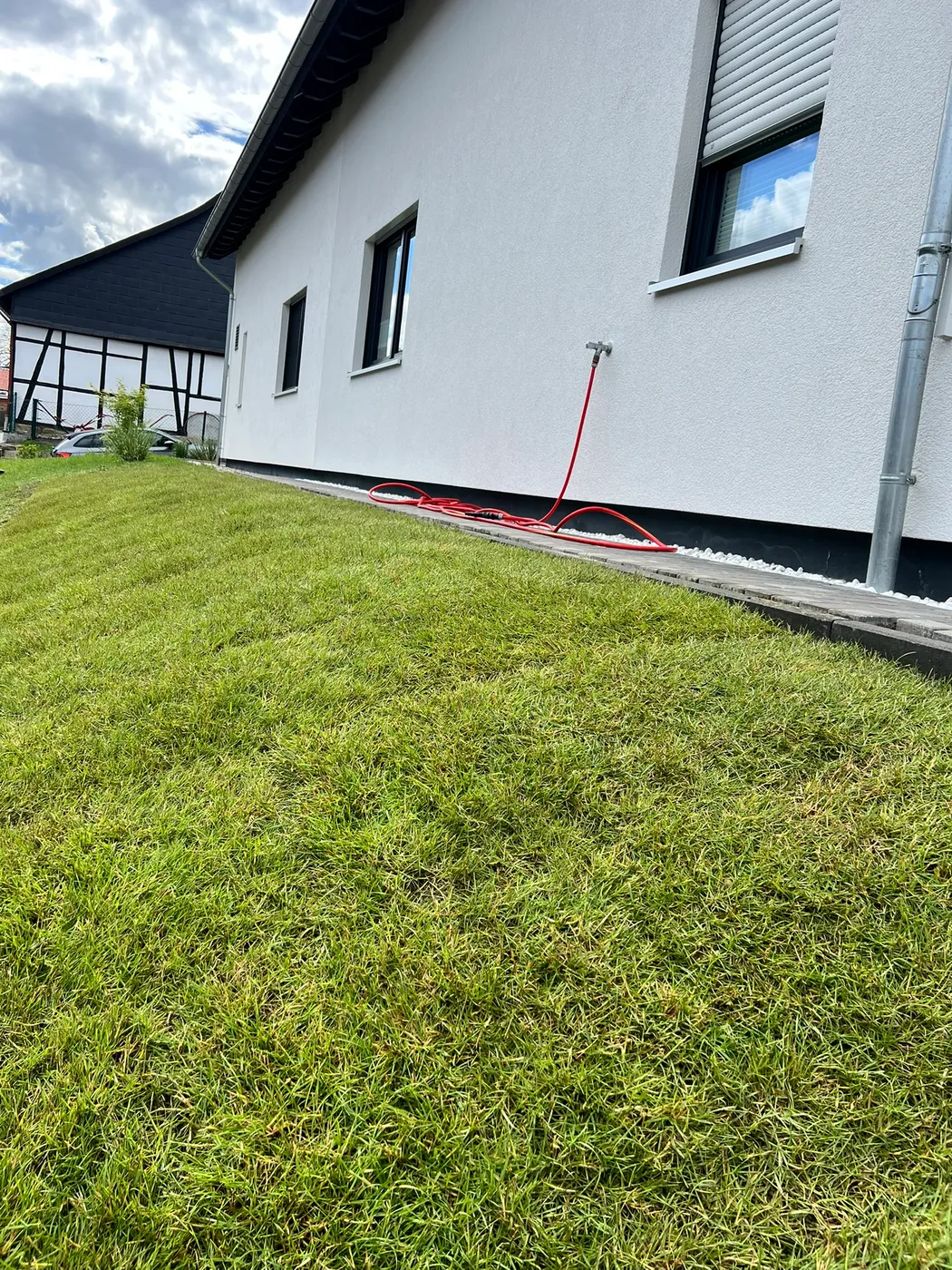 Frisch angelegter dichter Rasen am Haus – Gartenpflege Goslar