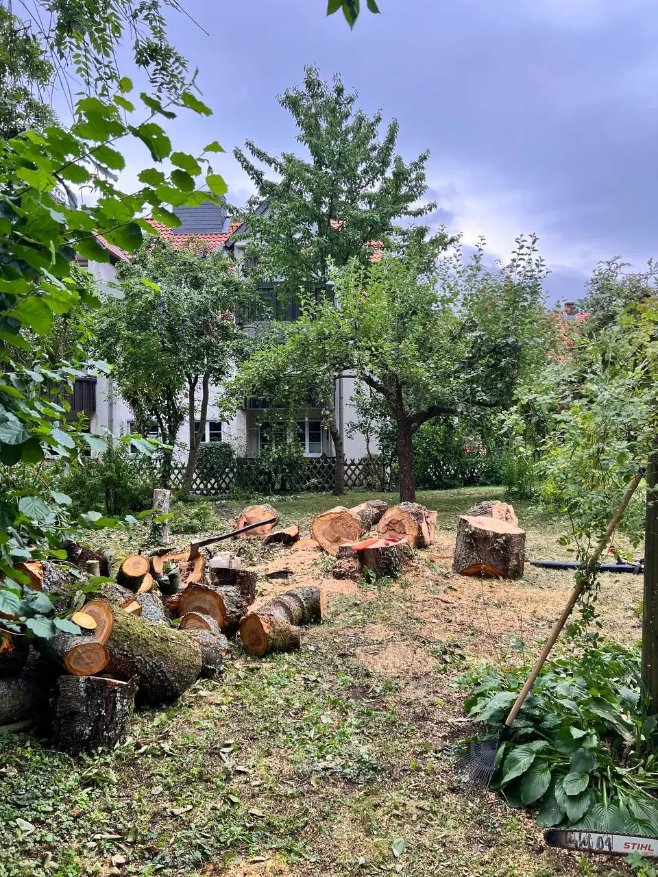 Aufgearbeitetes Stammholz nach einer Baumfällung im Garten – Goslar
