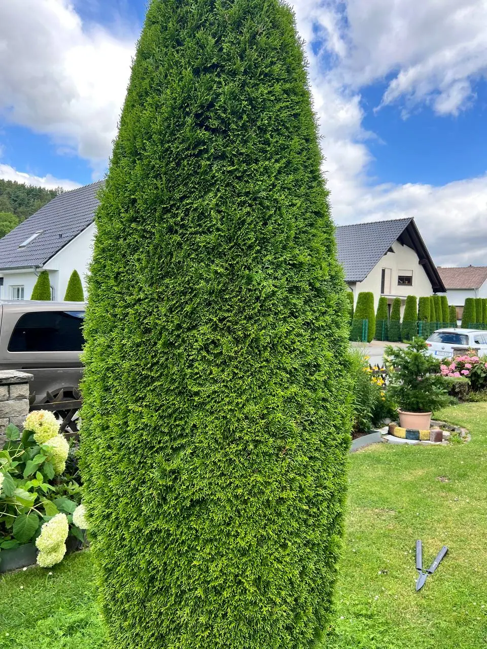 In Säulenform geschnittene Thuja im Vorgarten – Gartenpflege Goslar