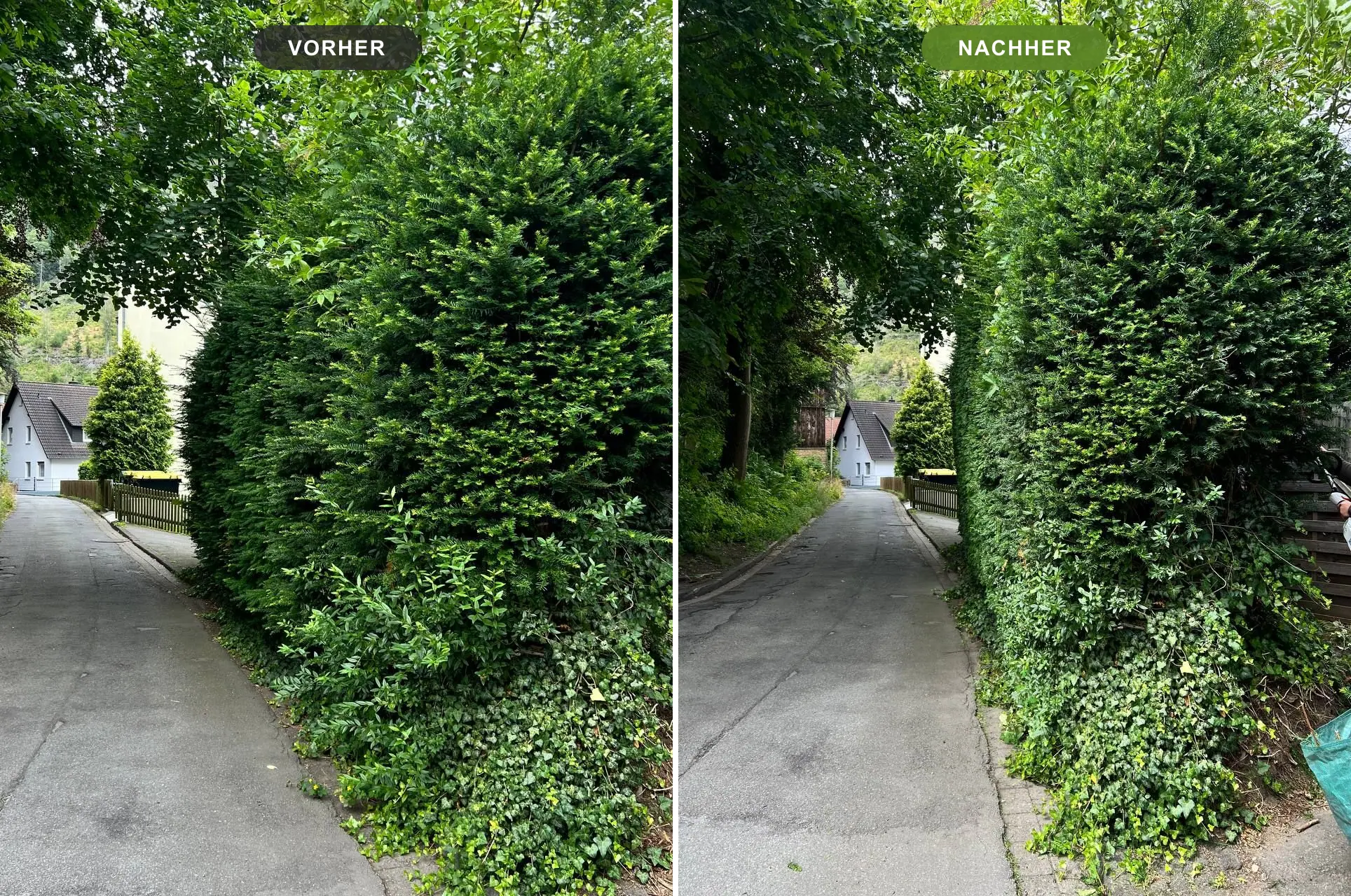 Vorher-Nachher-Vergleich: ausladende Eibenhecke am Weg und danach in Form geschnitten – Heckenschnitt Goslar