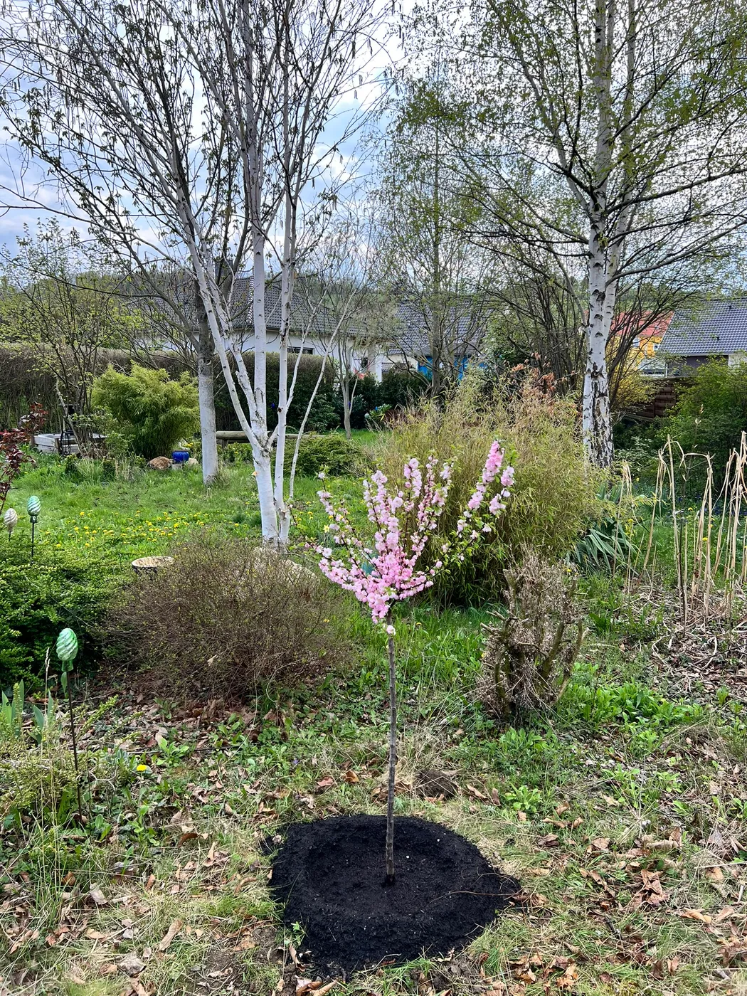 Neu gepflanzte blühende Zierkirsche im Frühling – Gartenbau Goslar