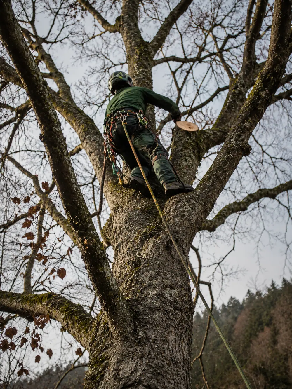 Baumpflege in Seesen – Green & Clean